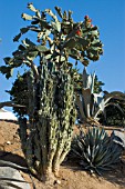 COMBINATION DROUGHT TOLERANT PLANTS   AGAVE AMERICANA; OPUNTIA COCHENILLIFERA