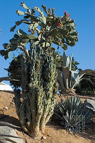 COMBINATION_DROUGHT_TOLERANT_PLANTS___AGAVE_AMERICANA_OPUNTIA_COCHENILLIFERA