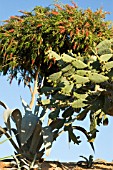 COMBINATION DROUGHT PLANTING   AGAVE   CALLISTEMON   OPUNTIA