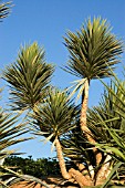 YUCCA GLORIOSA