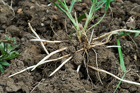 COUCH_GRASS_SHOWING_STOLON_ROOTS