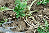 DIGGING UP PERENNIAL WEEDS