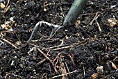 WELL ROTTED COMPOST WITH WORMS