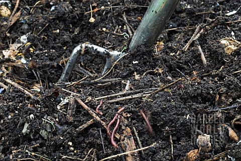 WELL_ROTTED_COMPOST_WITH_WORMS