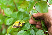 BLACK SPOT ON ROSE LEAVES