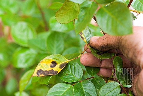 BLACK_SPOT_ON_ROSE_LEAVES