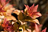 SPIREA JAPONICA GOLDFLAME