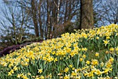 NATURALISED NARCISSUS