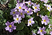 PRIMULA VULGARIS SUBSP SIBTHORPII