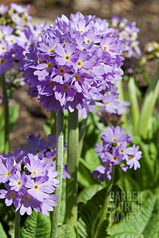 PRIMULA_DENTICULATA