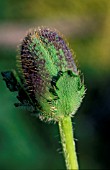 PAPAVER,  POPPY BUD