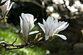 MAGNOLIA SOULANGEANA ALBA