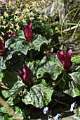 TRILLIUM CHLOROPETALUM RUBRUM