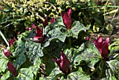 TRILLIUM CHLOROPETALUM RUBRUM