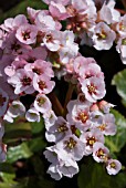 BERGENIA SCHNEEKONIGIN