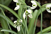 GALANTHUS HIPPOLYTA