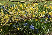 CORNUS UNDERPLANTED WITH SCILLA AND NARCISSUS