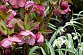 HELLEBORUS WITH GALANTHUS