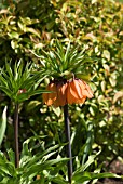 FRITILLARIA IMPERIALIS