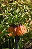 FRITILLARIA IMPERIALIS