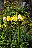 FRITILLARIA IMPERIALIS LUTEA