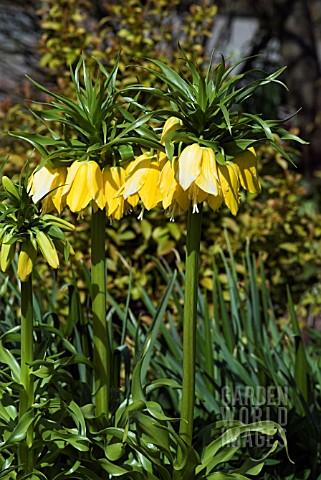 FRITILLARIA_IMPERIALIS_LUTEA