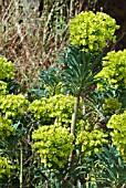 EUPHORBIA CHARACIAS LAMBROOK GOLD