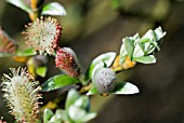 SALIX HELVETICA