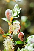 SALIX HELVETICA