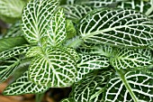 FITTONIA VERSCHAFFELTII, (PAINTED NET LEAF)