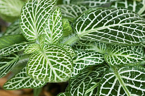 FITTONIA_VERSCHAFFELTII_PAINTED_NET_LEAF