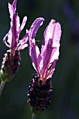 LAVANDULA PEDUNCULATA