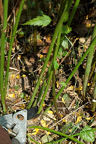 PRUNING_KERRIA_JAPONICA_PLENIFLORA___CUT_OUT_ONE_IN_THREE_FROM_BASE_OF_PLANT