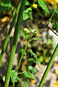 PRUNING KERRIA JAPONICA PLENIFLORA,   LEAVE NEW GROWTH COMING THROUGH AT BASE OF PLANT