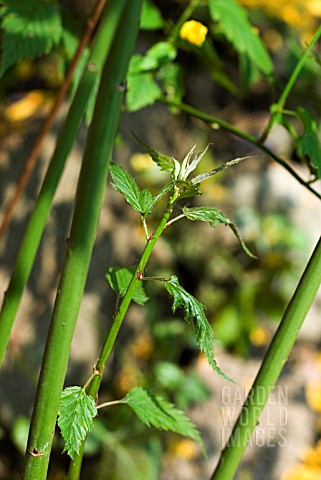 PRUNING_KERRIA_JAPONICA_PLENIFLORA___LEAVE_NEW_GROWTH_COMING_THROUGH_AT_BASE_OF_PLANT