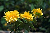 KERRIA JAPONICA PLENIFLORA