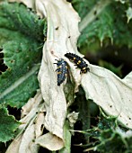 LADYBIRD LARVAE