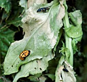 LADYBIRD LARVA AND DEVELOPING PUPA