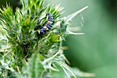 LADYBIRD LARVA ON THISTLE   COCCINELLIDAE