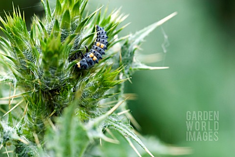 LADYBIRD_LARVA_ON_THISTLE___COCCINELLIDAE