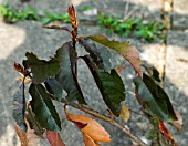 VINE WEEVIL DAMAGE TO PHOTINIA