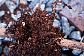 VINE WEEVIL DAMAGE TO PHOTINIA ROOT SYSTEM   VINE WEEVIL LARVA