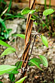 CLEMATIS TIED TO CANE