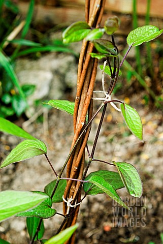 CLEMATIS_TIED_TO_CANE