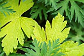 GERANIUM LEAF SHAPES OF ANN FOLKARD AND JOHNSONS BLUE