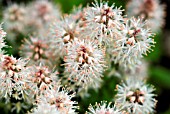 TIARELLA SPRING SYPMPHONY