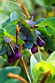 CERINTHE MAJOR WITH CAREX GRASS