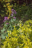 COMBINATION PLANTING   FORSYTHIA,  HONESTY,  EUONYMUS