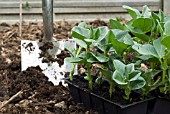 BROAD BEAN YOUNG PLANTS IN GROWING STRIP READY FOR PLANTING