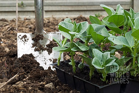 BROAD_BEAN_YOUNG_PLANTS_IN_GROWING_STRIP_READY_FOR_PLANTING